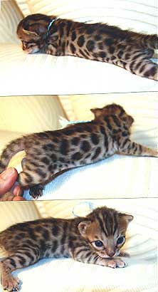 Bengal Cat Kittens