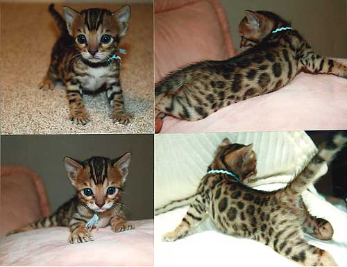Bengal Kittens