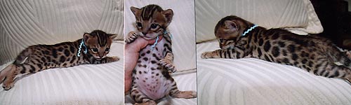 Bengal Kittens