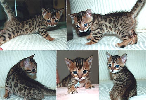 Bengal Kittens