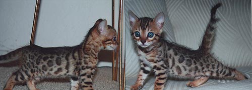 Bengal Kittens