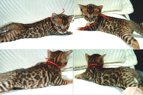 Rosetted Bengal Kittens