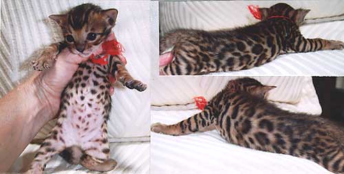 Bengal Cat Kittens