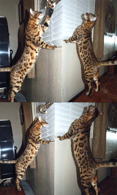 Rosetted Bengal Cat