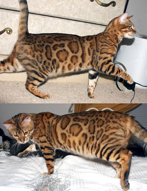 Bengal Kittens