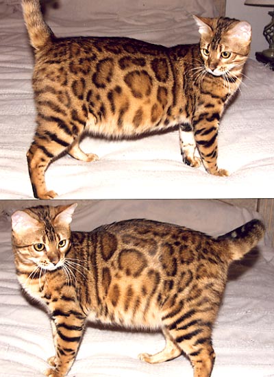 Bengal Kittens