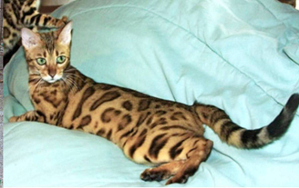 Bengal Kittens for sale