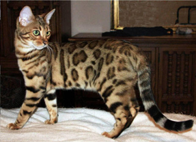 Summermist Bengals