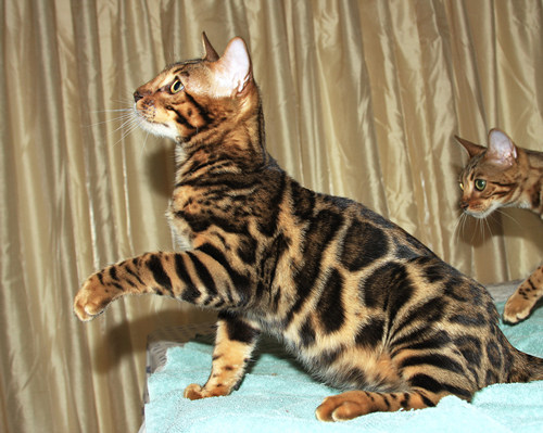 Bengal Cat