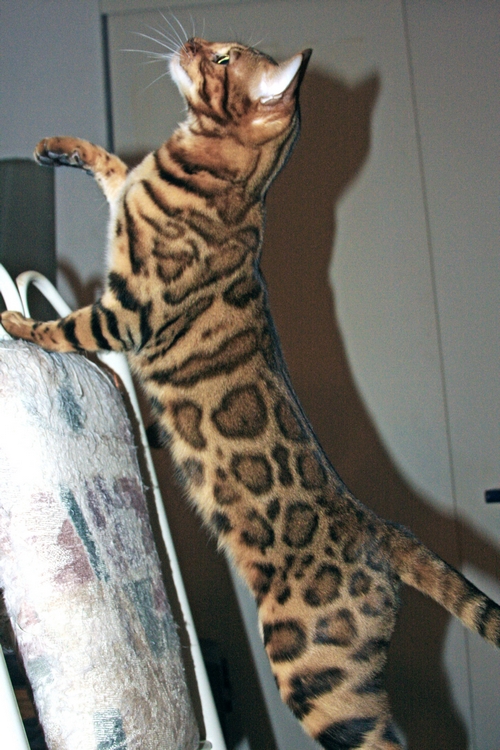 Bengal Kittens for sale