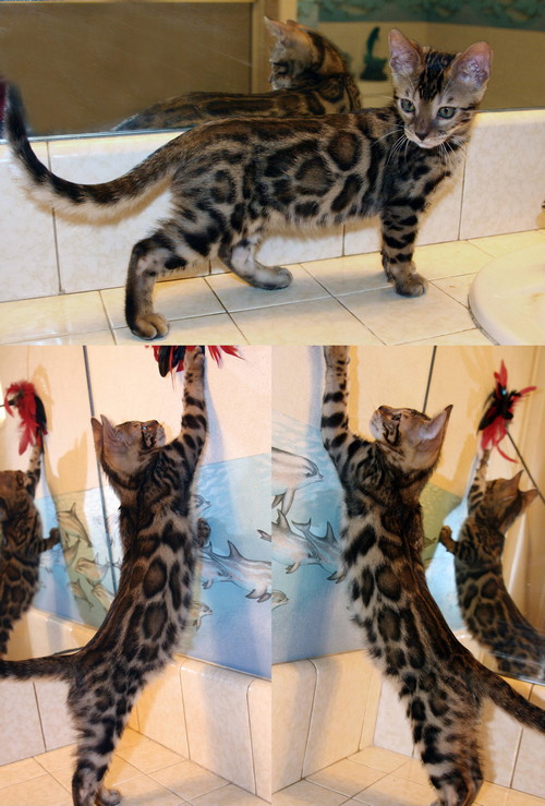 Bengal kittens for sale Bengal Kittens For Sale