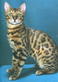 Bengal Kittens