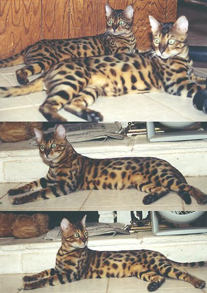 Bengal Kittens