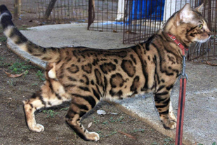 Bengal Kittens for sale