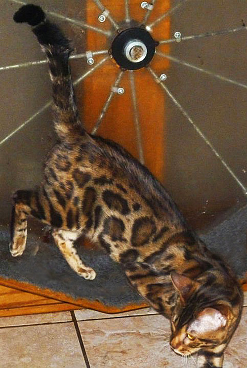 Bengal Kitten