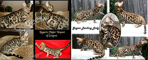 Bengal Kitten