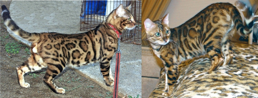 Summermist Bengals