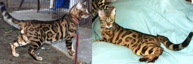 Summermist Bengals
