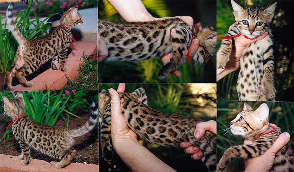 Bengal Kittens