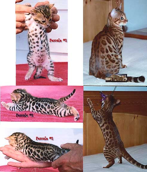 Bengal Champion