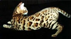 Bengal Cat Queen