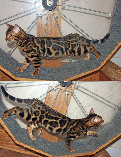 Bengal Cat