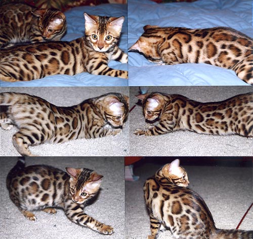 Bengal Kittens