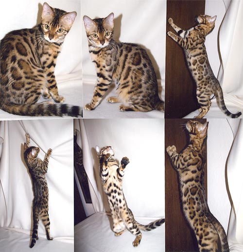Bengal Kittens