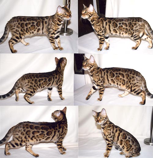 Bengal Kittens