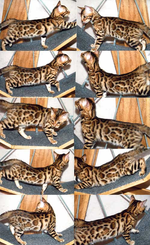 Bengal Kittens