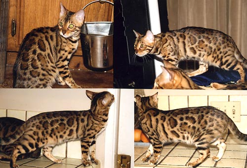 Bengal Kittens