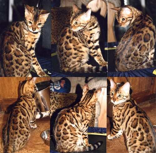 Bengal Kittens