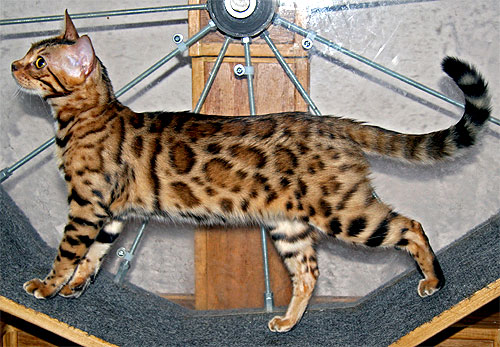 Bengal Kittens