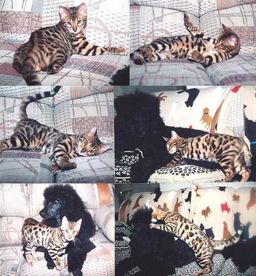 Bengal Cat