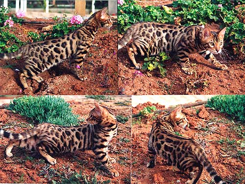 Bengal Cat