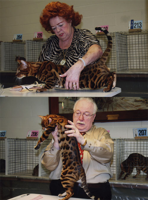 Bengal Cat