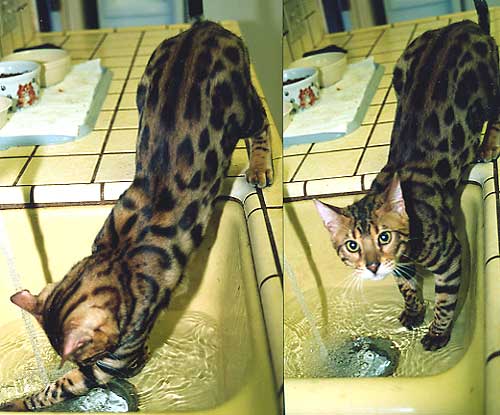 Bengal Cat