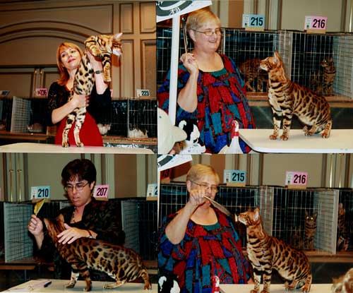 Bengal Cat