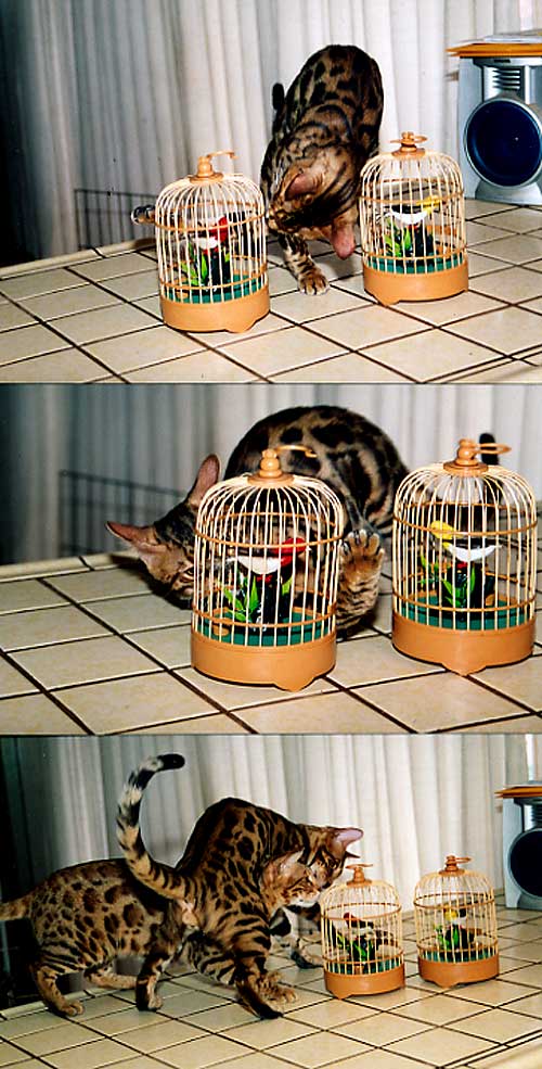 Bengal Cat