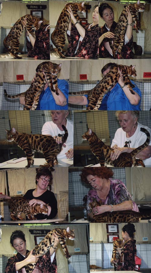 Bengal Cat