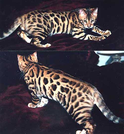 Bengal Cat