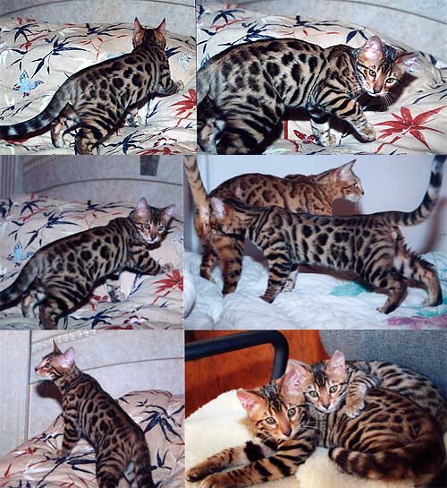 Bengal Cat