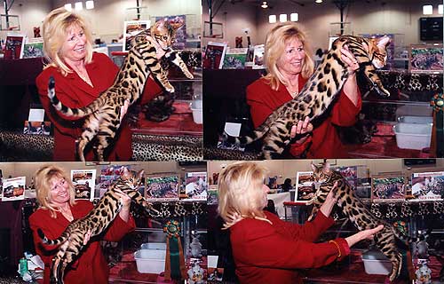 Bengal Cat