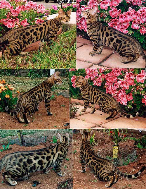 Bengal Cat