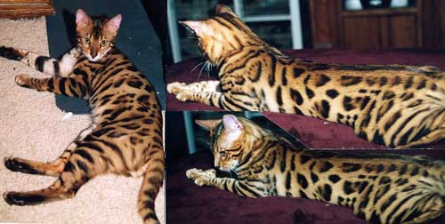 Bengal Cat