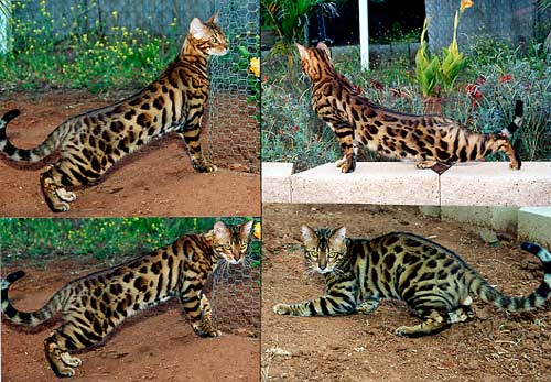 Bengal Cat