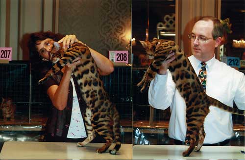 Bengal Cat