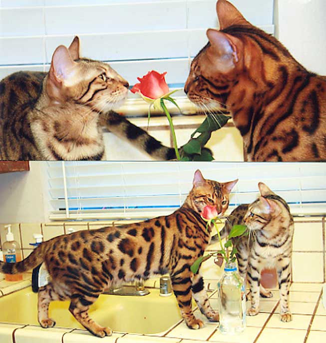 Bengal Kittens