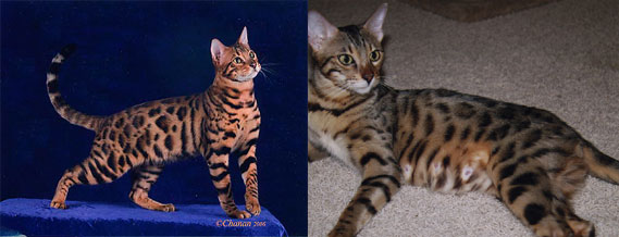 Bengal Parents