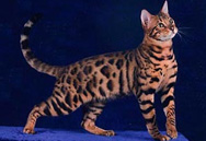 Bengal Kittens